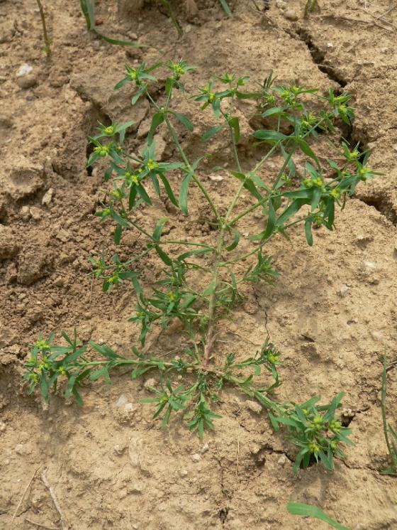 Pryšec drobný (Euphorbia exigua), Dalešice, Červenice [TR], 3.7.2012, foto Luděk Čech