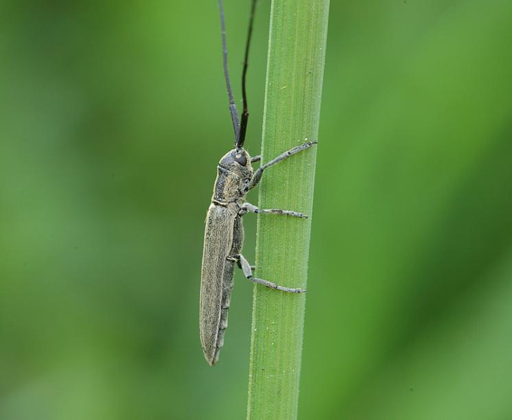 Kozlíček Calamobius filum, Třebíč, foto Václav Křivan