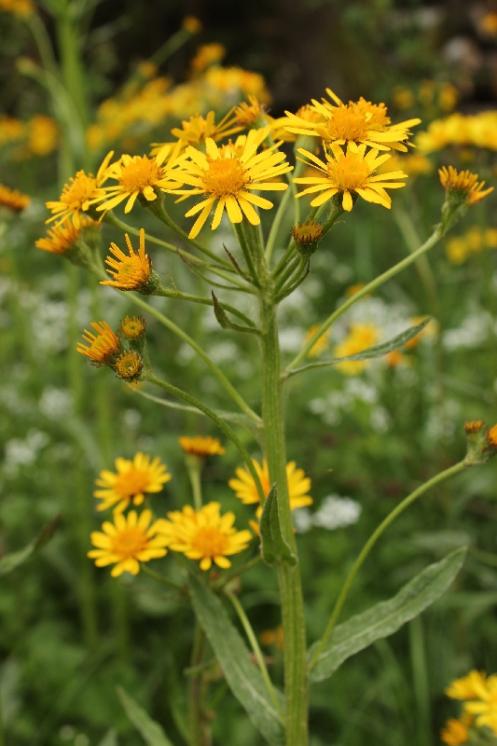 Starček potoční (Tephroseris crispa), PR Vílanecké rašeliniště [JI], 19.5.2015, foto Libor Ekrt