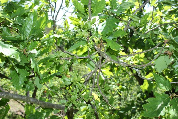 Ochmet evropský (Loranthus europaeus), Šemíkovice, Výří skála v údolí Rokytné [TR], 22.5.2016, foto Libor Ekrt
