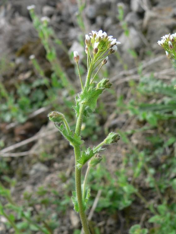 Chudina zední (Draba muralis), Budišov, u trati [TR], 7.4.2014, foto Luděk Čech