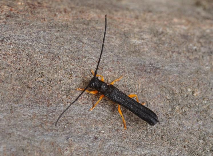 Kozlíček Oberea linearis, foto Václav Křivan