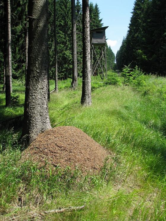 Rašelinná louka Pihoviny hostí nejen populaci mravence rašelinného (Formica picea), ale při lesním okraji i mravence (Formica lugubris), foto Pavel Bezděčka.