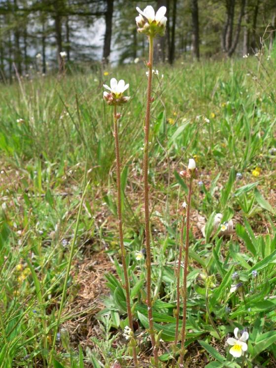 Lomikámen cibulkatý (Saxifraga bulbifera), Pocoucov [TR], 30.4.2008, foto Luděk Čech