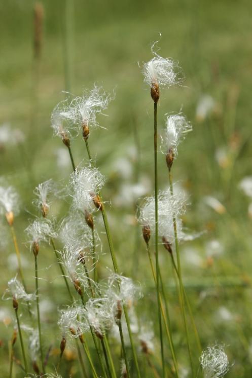 Suchopýrek alpský (Trichophorum alpinum), PR Rašeliniště Kaliště [JI], 18.6.2013, foto Libor Ekrt