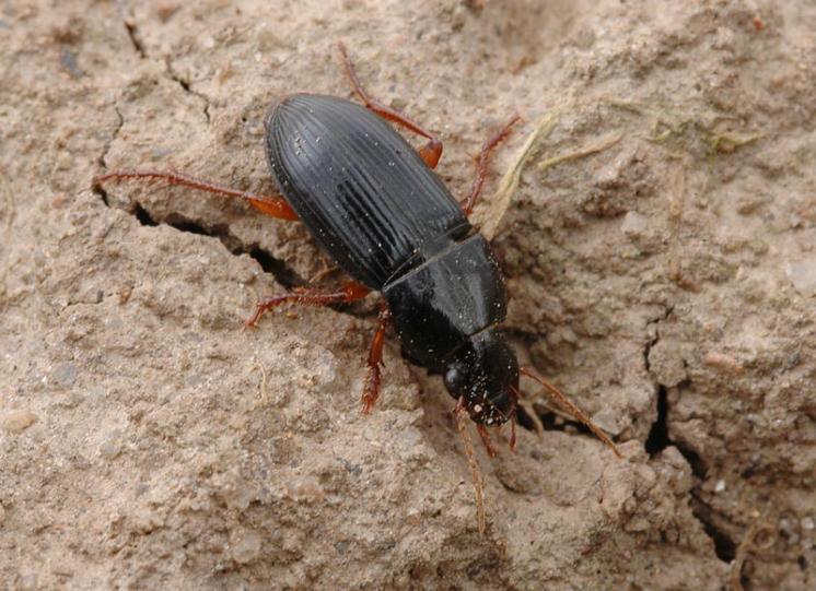 Střevlíček Harpalus rubripes, foto Václav Křivan