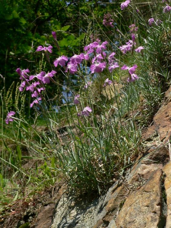 Hvozdík moravský (Dianthus moravicus), PR Suché skály [TR], 15.6.2006, foto Luděk Čech