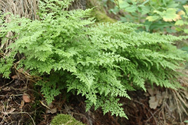 Sleziník hadcový (Asplenium cuneifolium), NPR Mohelenská hadcová step [TR], 10.6.2015, foto Libor Ekrt