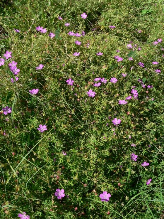 Kakost krvavý (Geranium sanguineum), Mohelno [TR], 20.6.2006, foto Luděk Čech