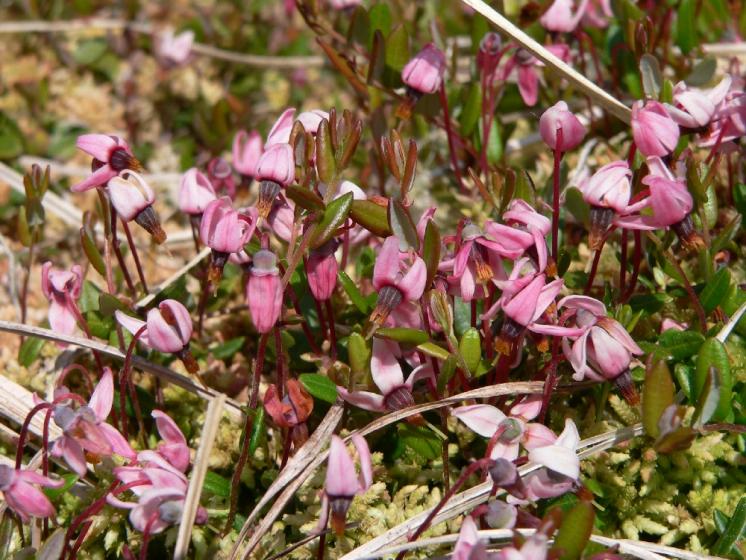 Klikva bahenní (Vaccinium oxycoccos), NPP Zhejral [JI], 13.6.2006, foto Luděk Čech