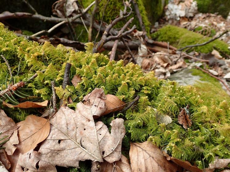 Pérovec hřebenitý (Ptilium crista-castrensis), PR Roštejnská obora, 9.4.2015, foto Svatava Kubešová