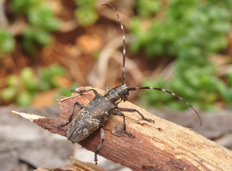 Kozlíček Monochamus galloprovincialis, Třebíč, foto Václav Křivan