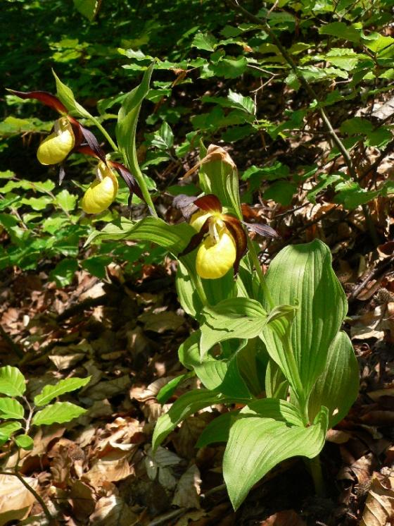 Střevíčník pantoflíček (Cypripedium calceolus), PP U Hamrů, Nad štolami [ZR], 25.5.2007, foto Luděk Čech
