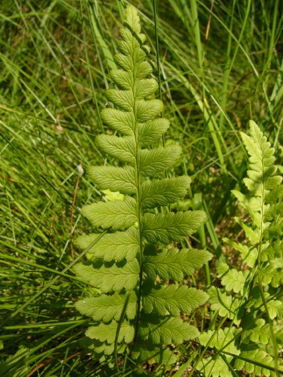 Kapraď hřebenitá (Dryopteris cristata), NPR Radostínské rašeliniště [ZR], 25.7.2016, foto Josef Komárek