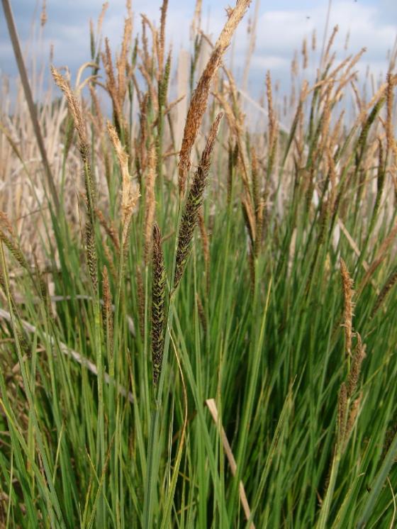 Ostřice vyvýšená pravá (Carex elata), Vídeňský Obecník [ZR], 22.5.2012, foto Josef Komárek