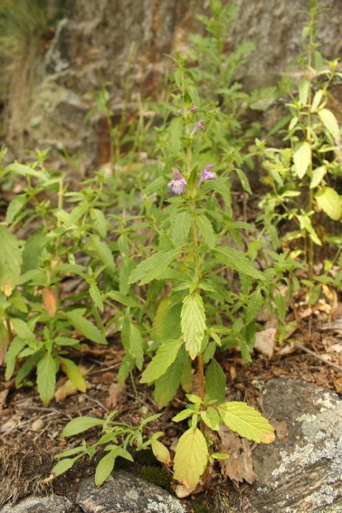 Konopice širolistá (Galeopsis ladanum), PR Údolí Oslavy a Chvojnice [TR], 30.6.2013, foto Libor Ekrt