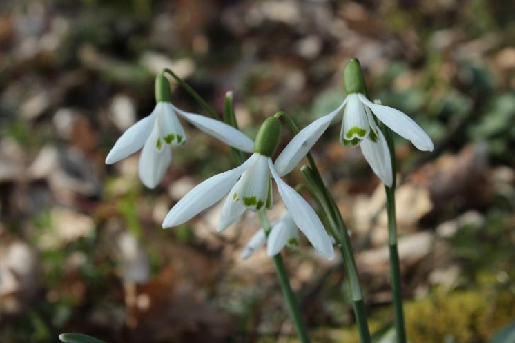 Sněženka podsněžník (Galanthus nivalis), Plešice, Staré Duby [TR], 10.4.2015, foto Libor Ekrt