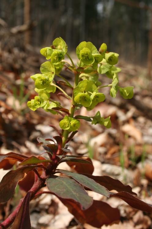 Pryšec mandloňovitý (Euphorbia amygdaloides), PR Údolí Oslavy a Chvojnice [TR], 9.5.2010, foto Libor Ekrt