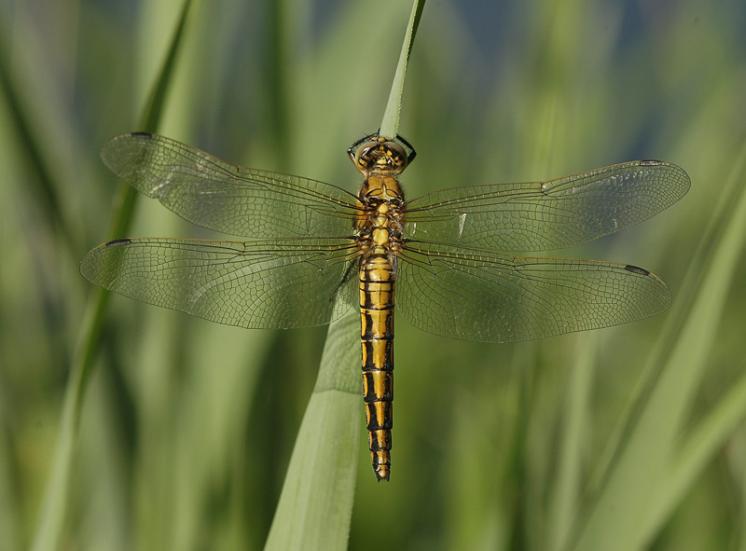 Vážka černořitná (Orthetrum cancellatum), ryb. Parný Mlýn, Krahulov, foto Václav Křivan
