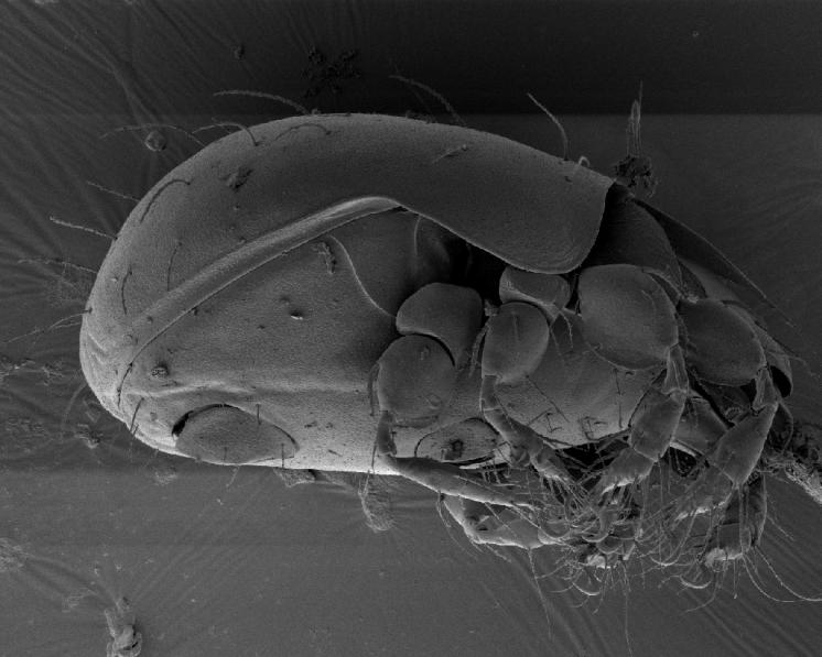 Pancířník Melanozetes meridianus Sellnick, 1928 – laterální pohled na tělo, s análními a genitálními destičkami, se 4 páry kráčivých končetin a výraznými pteromorfami chránícími bazální články končetin, foto Josef Starý.