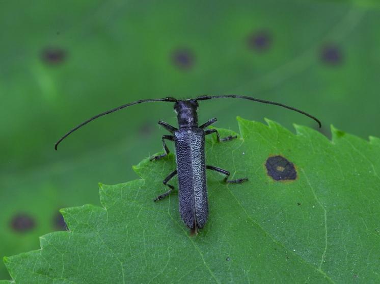 Kozlíček Stenostola dubia, Třebíč, foto Václav Křivan