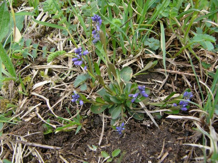 Vítod nahořklý (Polygala amarella), Hluboká u Krucemburku [HB], 14.5.2013, foto Josef Komárek