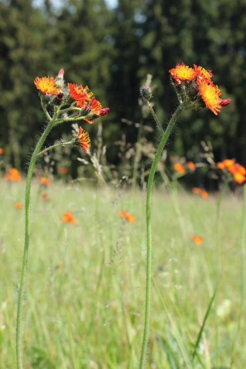 Chlupáček oranžový (Pilosella aurantiaca), Staré Hory [JI], 13.6.2015, foto Libor Ekrt
