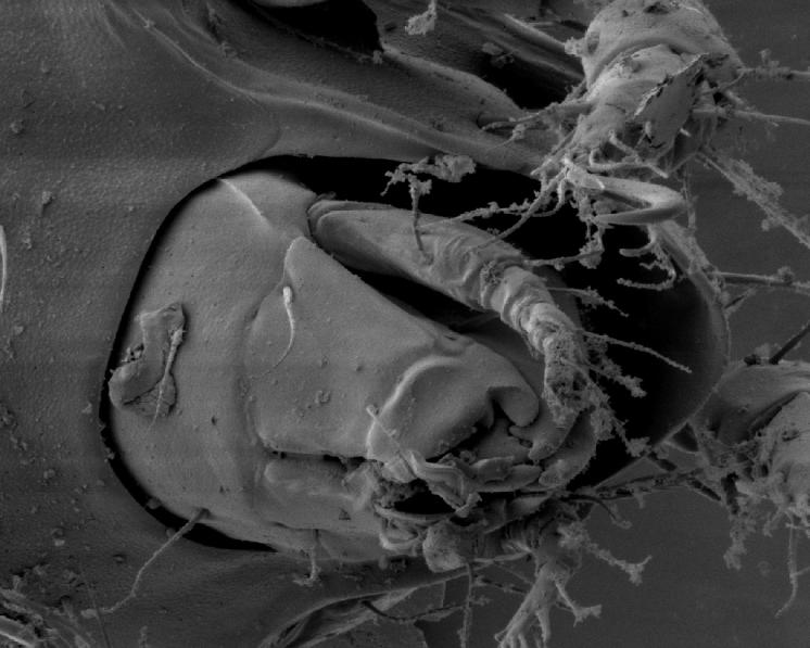 Pancířník Melanozetes meridianus Sellnick, 1928 – detailní pohled na gnathozoma s chelicerami, rytelem a palpami, sloužícími k přijímání a rozmělňování potravy, foto Josef Starý.