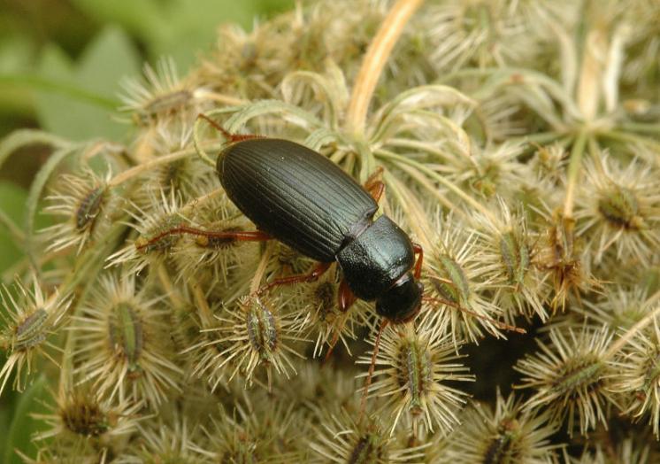 Střevlíček Ophonus laticollis, foto Václav Křivan