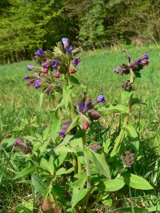 Plicník měkký (Pulmonaria mollis), Radkovice u Hrotovic [TR], 22.4.2009, foto Luděk Čech