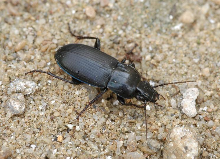 Střevlíček Poecilus sericeus, foto Václav Křivan