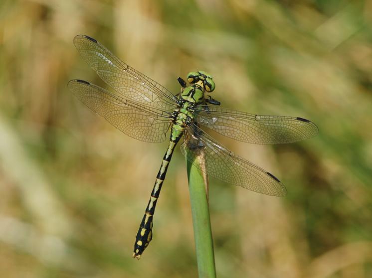 Klínatka rohatá (Ophiogomphus cecilia), Přibyslavice, foto Václav Křivan