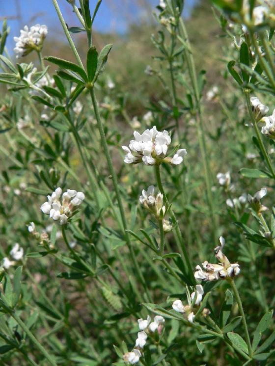 Bílojetel německý (Dorycnium germanicum), Mohelno, Za roklí [TR], 20.6.2006, foto Luděk Čech