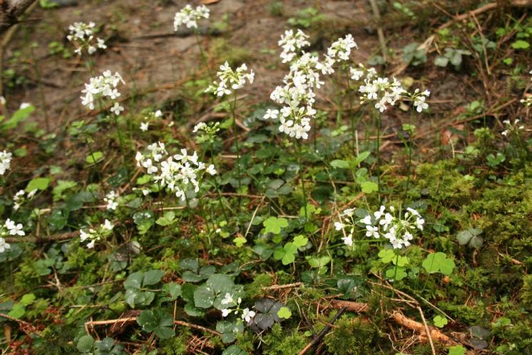 Řeřišnice trojlistá (Cardamine trifolia), PR V Klučí [JI], 1.5.2011, foto Libor Ekrt