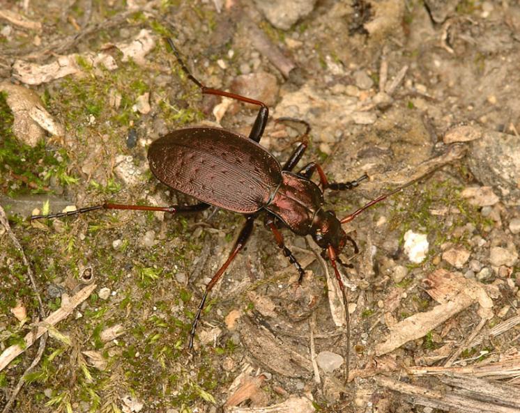 Střevlík Linneův (Carabus linnaei), foto Václav Křivan
