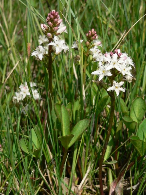 Vachta trojlistá (Menyanthes trifoliata), PR Rybník Starý [PE], 12.5.2008, foto Luděk Čech