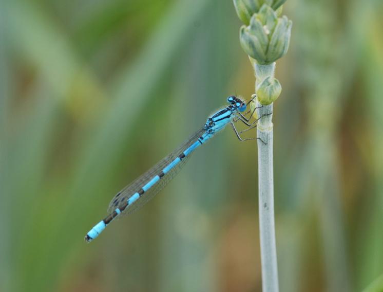 Šidélko kroužkované (Enallagma cyathigerum), ryb. Parný Mlýn, Krahulov, foto Václav Křivan