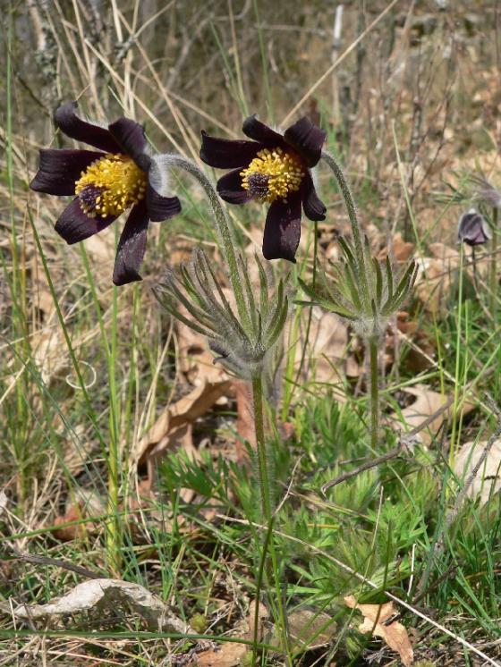 Koniklec luční český (Pulsatilla pratensis subsp. bohemica), Mohelno [TR], 7.4.2009, foto Luděk Čech