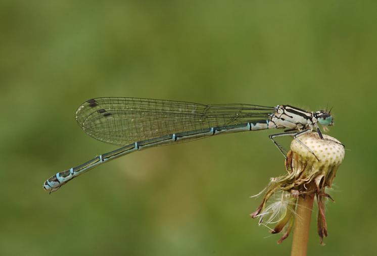 Šidélko páskované (Coenagrion puella), ryb. Parný Mlýn, Krahulov, foto Václav Křivan
