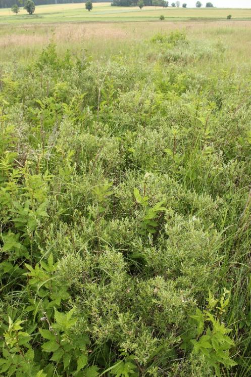 Vrba rozmarýnolistá (Salix rosmarinifolia), Švábov [JI], 18.6.2015, foto Ester Ekrtová