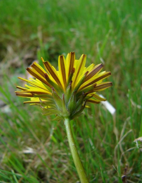 Pampeliška Nordstedtova (Taraxacum nordstedtii), Pikárec [ZR], 24.5.2011, foto Josef Komárek