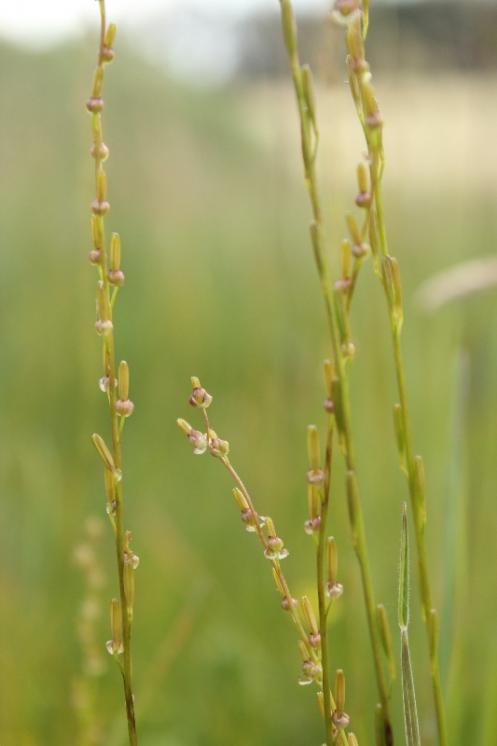 Bařička bahenní (Triglochin palustris), VKP Na Klátově [JI], 21.6.2015, foto Libor Ekrt