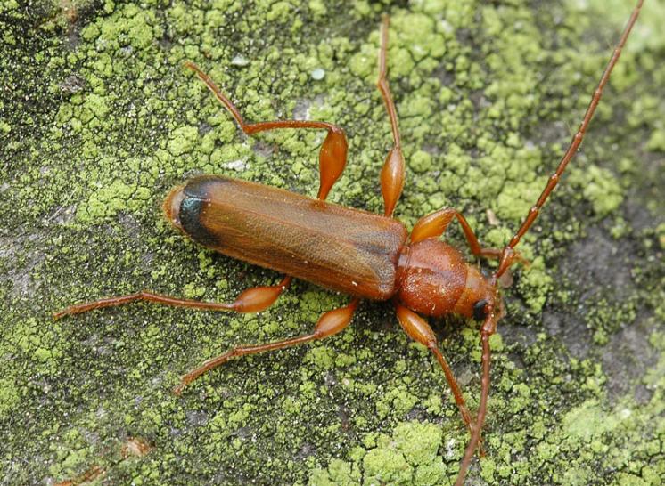 Tesařík Phymatodes testaceus, Plešice, foto Václav Křivan