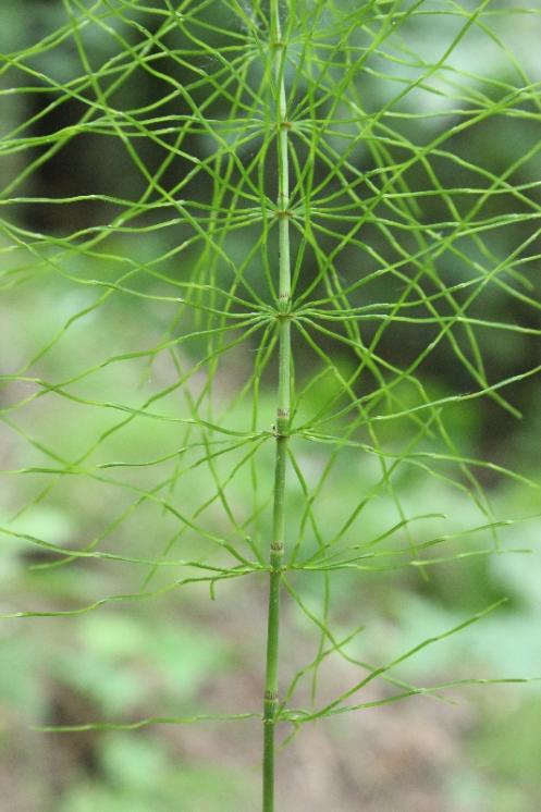 Přeslička luční (Equisetum pratense), Rantířov [JI], 13.6.2015, foto Libor Ekrt