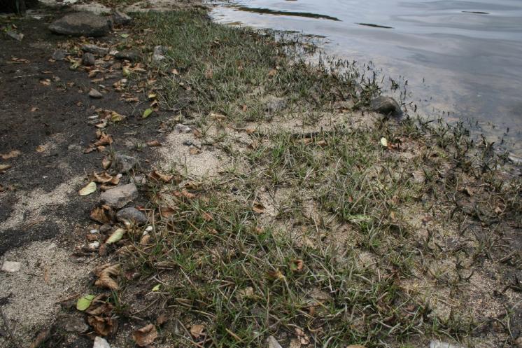 Pobřežnice jednokvětá (Littorella uniflora), NPP Zhejral, rybník Karhov [JI], 14.8.2007, foto Libor Ekrt
