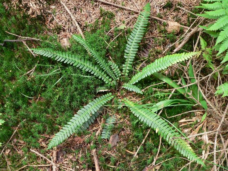 Žebrovice různolistá (Blechnum spicant), Božejov, u Božejovce [PE], 25.8.2010, foto Luděk Čech