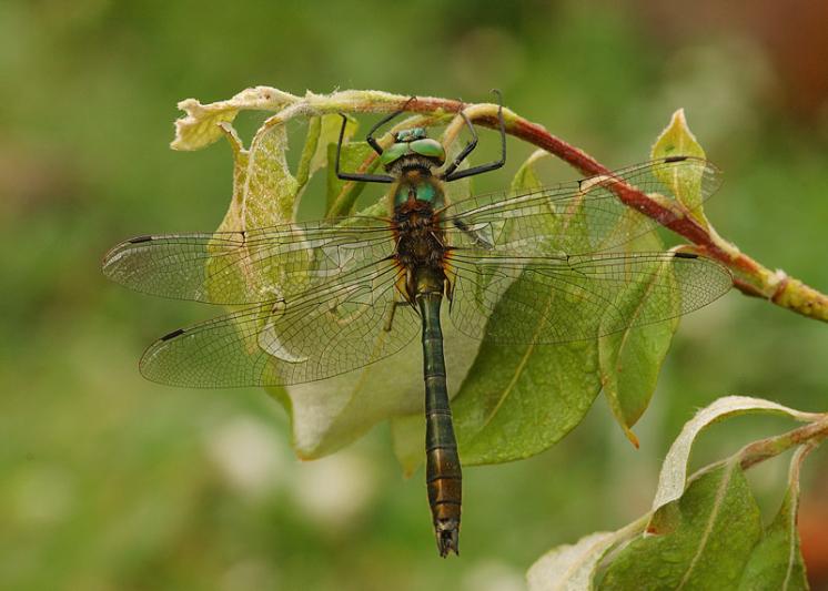 Lesklice měděná (Cordulia aenea), Pístov u Jihlavy, foto Václav Křivan