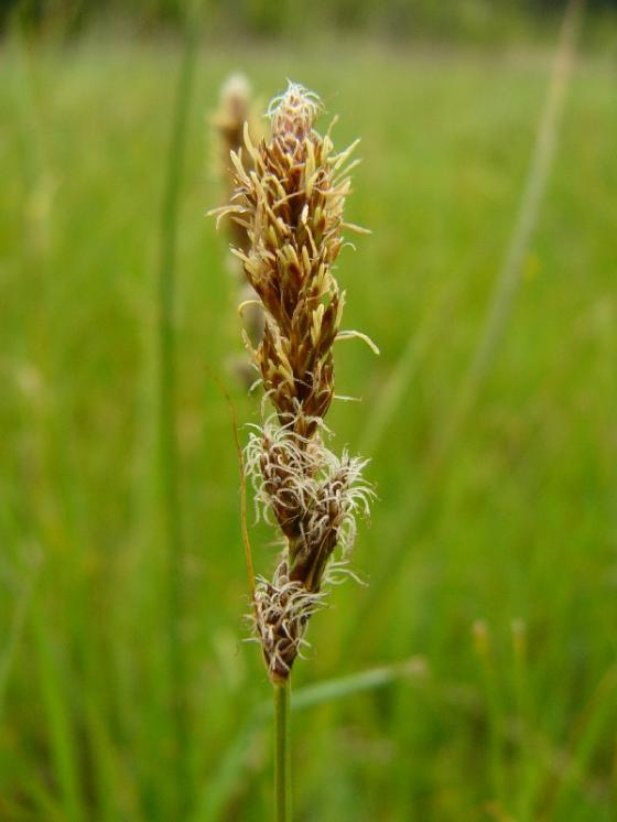Ostřice dvouřadá (Carex disticha), Studenec [TR], 15.5.2014, foto Josef Komárek