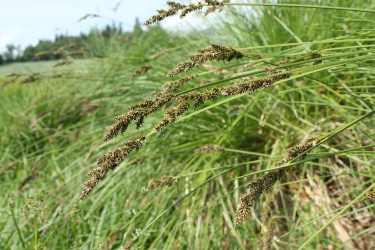 Ostřice latnatá pravá (Carex paniculata), Volevčice [JI], 14.6.2015, foto Libor Ekrt