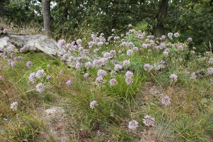 Česnek šerý horský (Allium senescens subsp. montanum), Šemíkovice, Výří skála [TR], 18.6.2016, foto Libor Ekrt